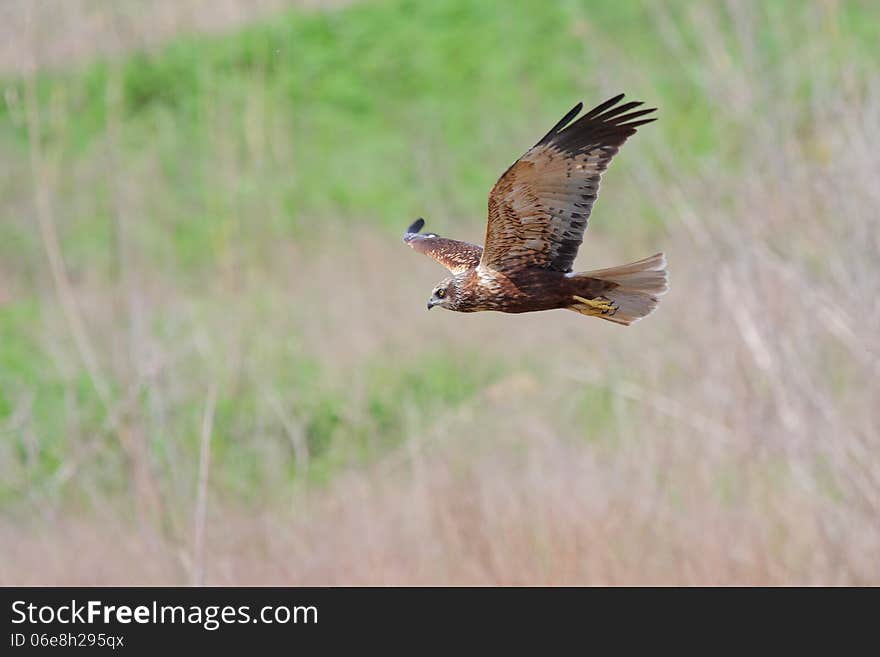 Western Marsh-harrier (Circus aeruginosus) flies in their natural environment. Western Marsh-harrier (Circus aeruginosus) flies in their natural environment.