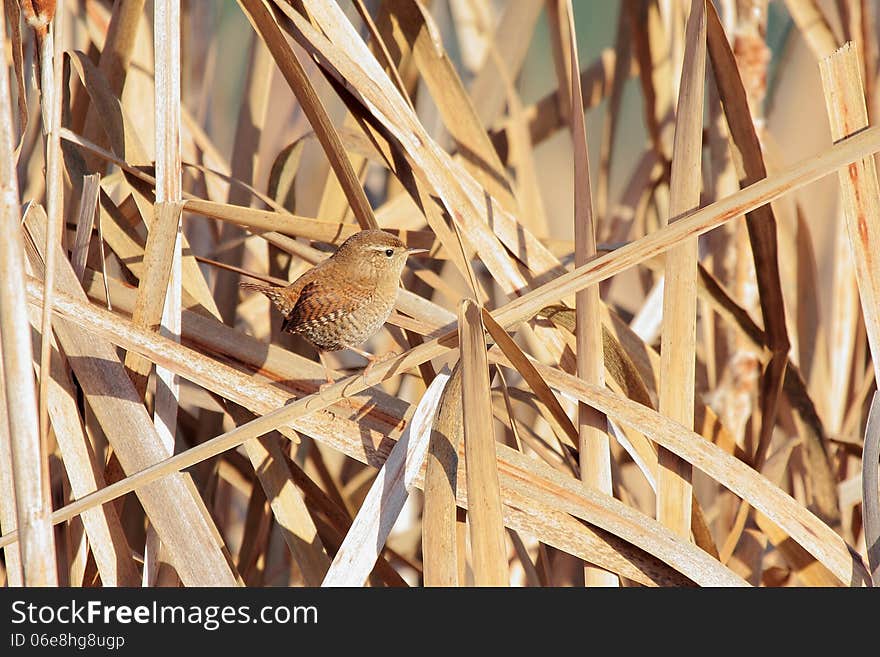 Eurasian Wren (Troglodytes troglodytes) in their natural environment. Eurasian Wren (Troglodytes troglodytes) in their natural environment.