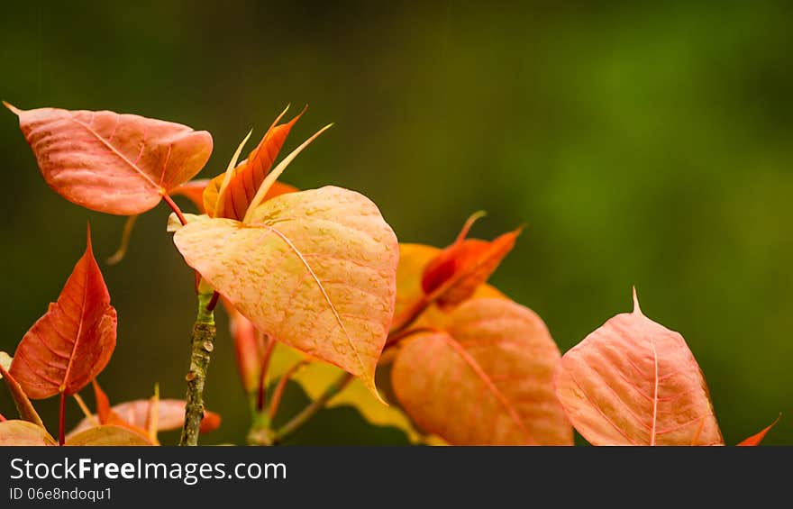 Red leaves in Right with green background and waterdrops. Red leaves in Right with green background and waterdrops