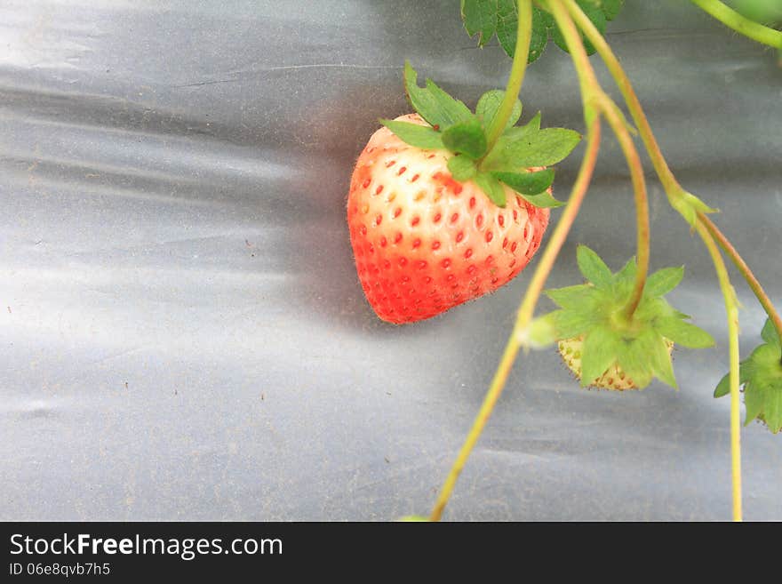 Organic strawberries field