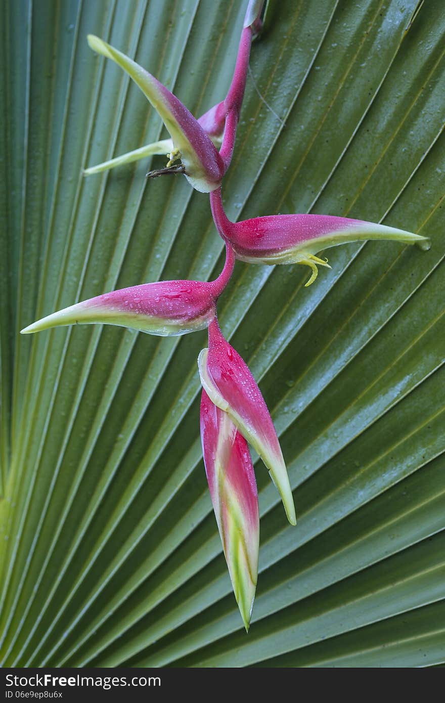 Sexy Pink Heliconia on Fan Palm