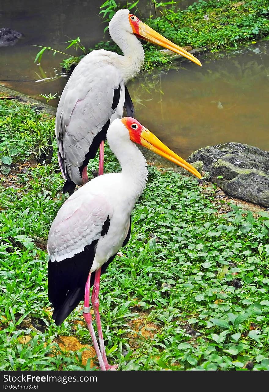 These two birds look quite identical. paired birds.