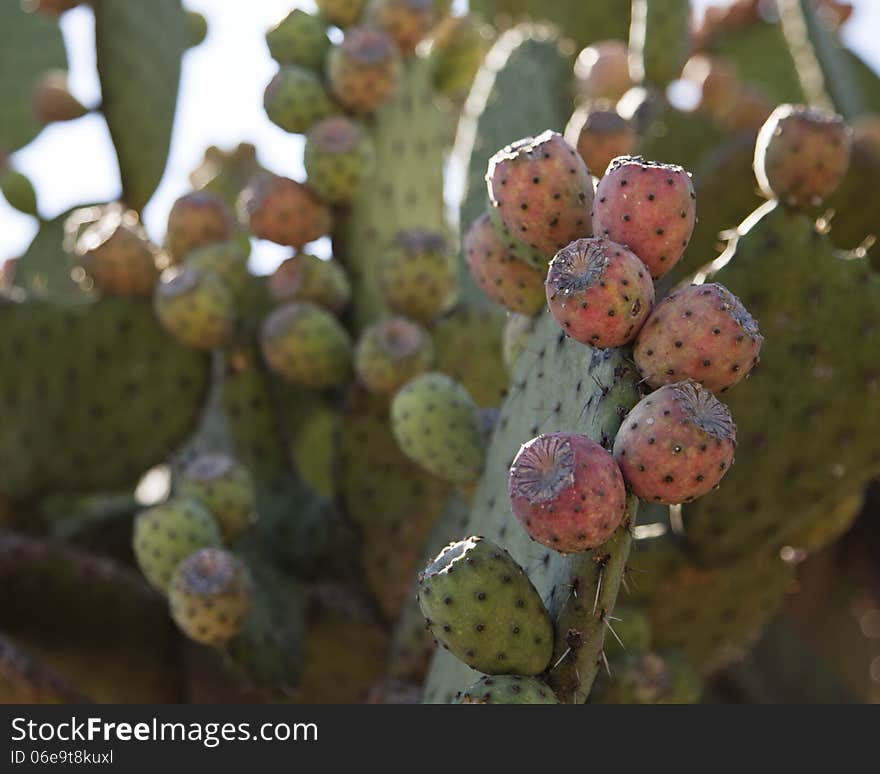 Prickly Pear Background