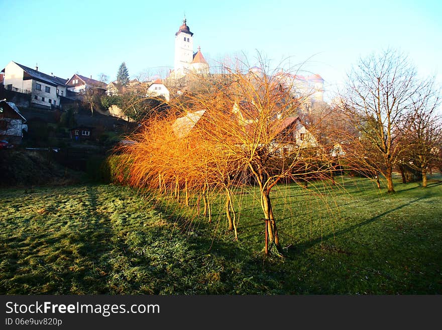 Yellow willow in a row on green grass