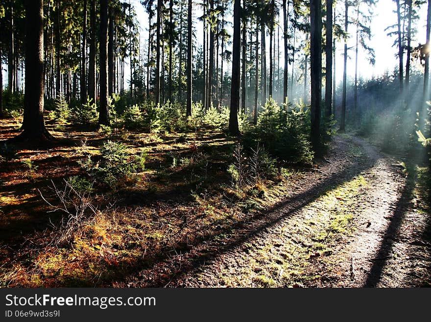 Coniferous forest bright sunshine, path in the woods