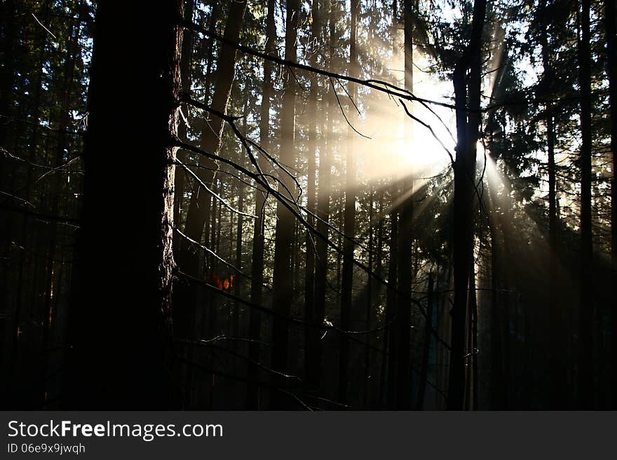 The sun's rays penetrate into the dark forest. The sun's rays penetrate into the dark forest