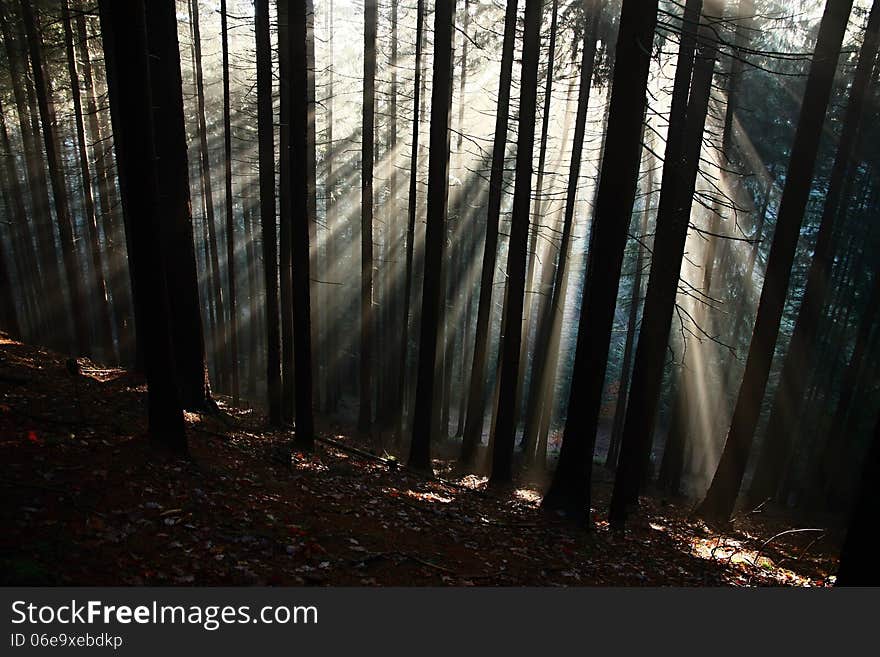 The sun's rays penetrate into the dark forest. The sun's rays penetrate into the dark forest