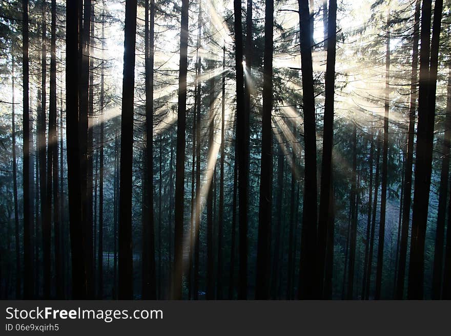 The sun's rays penetrate through the tree trunks. The sun's rays penetrate through the tree trunks