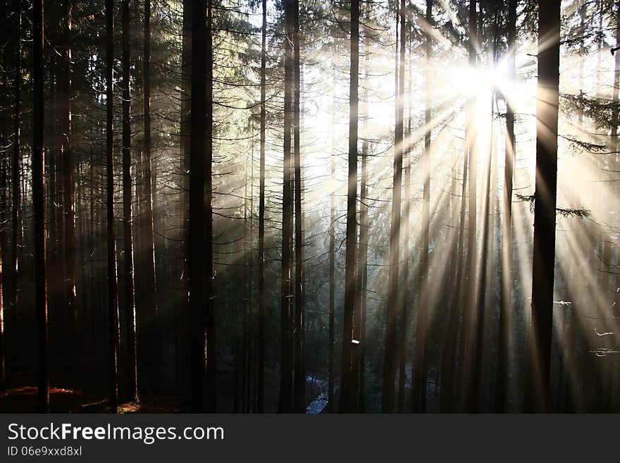 The sun's rays penetrate to the forest. The sun's rays penetrate to the forest