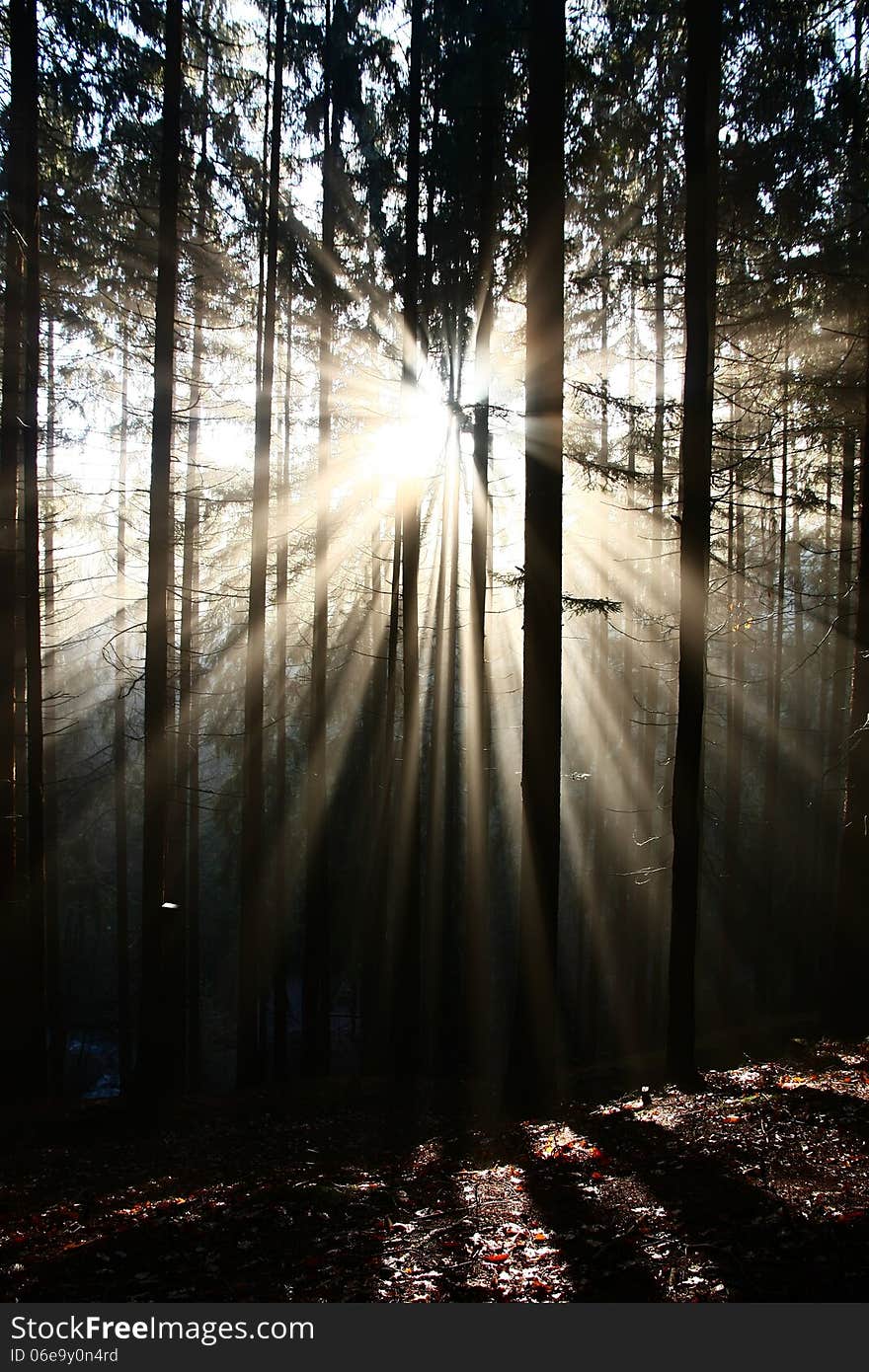 Sun rays penetrating through the trees and illuminate the ground