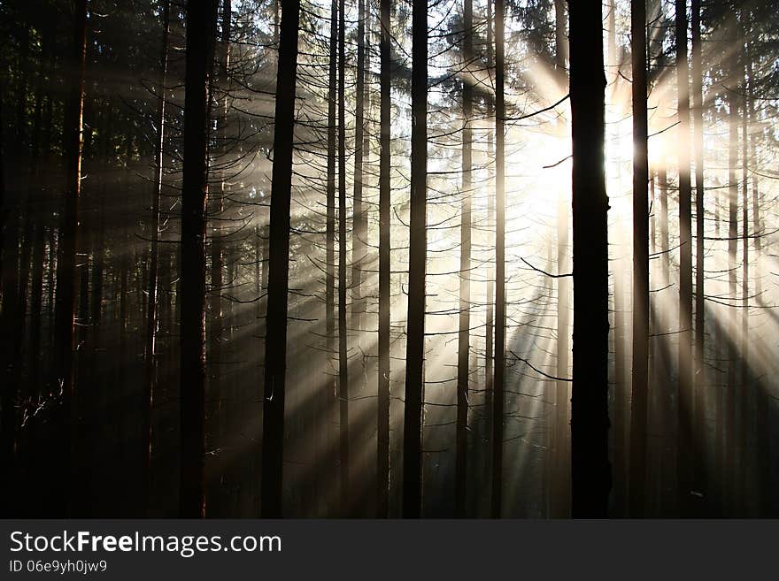 The sun's rays penetrate through the forest. The sun's rays penetrate through the forest