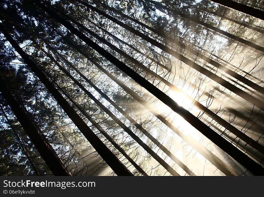 The sun's rays penetrate through the forest. The sun's rays penetrate through the forest