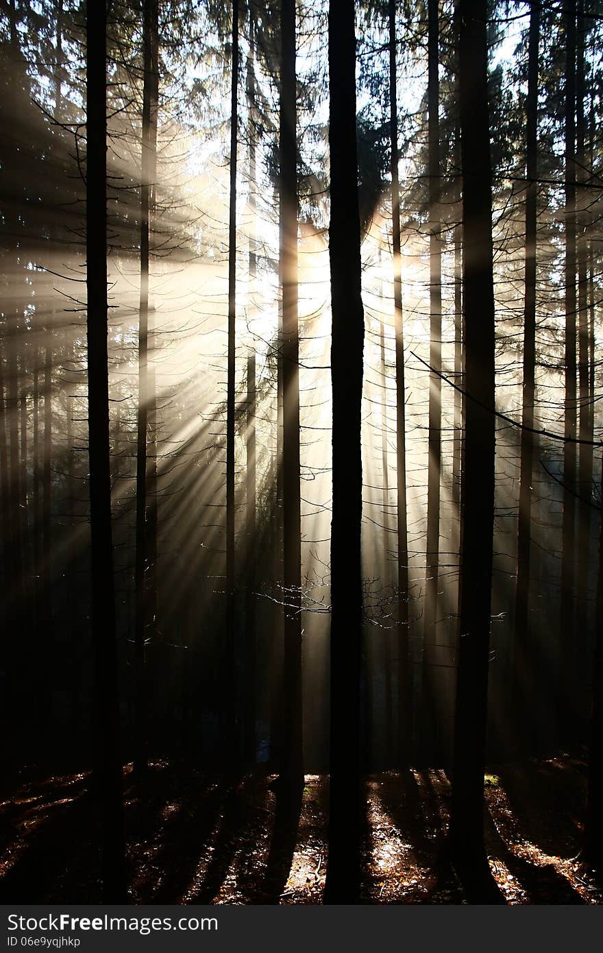 The sun's rays penetrate through the forest. The sun's rays penetrate through the forest