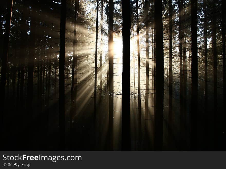 The sun's rays penetrate through the forest. The sun's rays penetrate through the forest