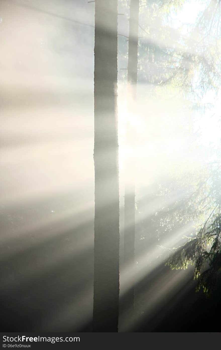 Sunlight penetrates around a tree trunk. Sunlight penetrates around a tree trunk