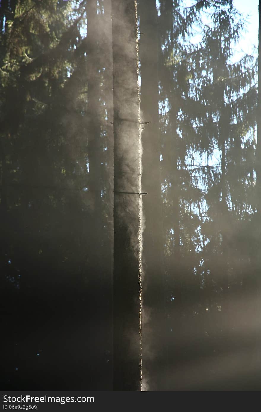 The water evaporates on the tree trunk. The water evaporates on the tree trunk