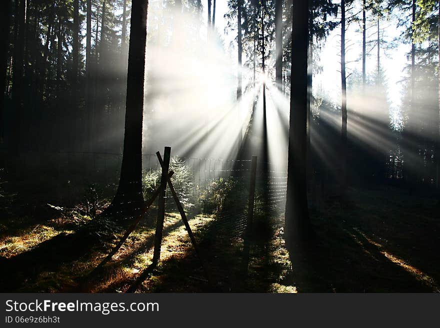 Sun shining through the trees, sunrise in the forest. Sun shining through the trees, sunrise in the forest