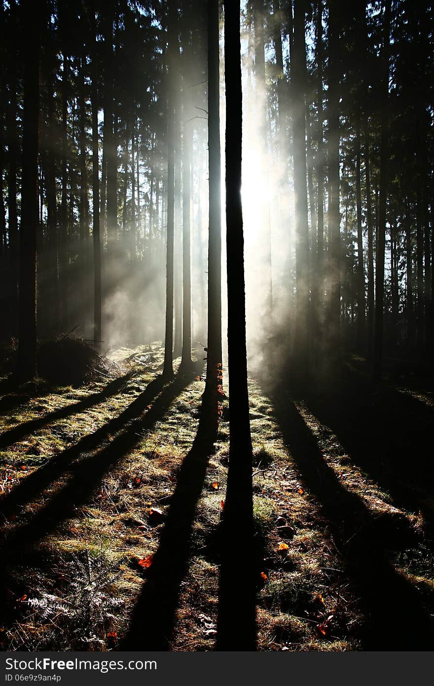 Sunrise in the forest, long shadows on the ground from the trees in the forest