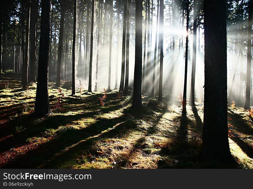 Morning rays of the sun penetrate to the forest