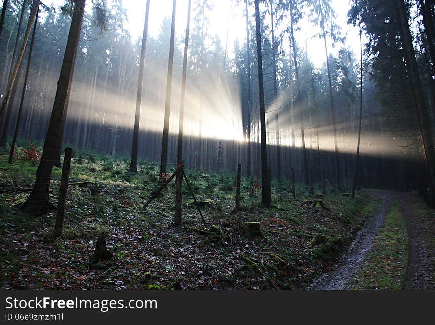 Streak of sunlight on the horizon, darkened forest. Streak of sunlight on the horizon, darkened forest