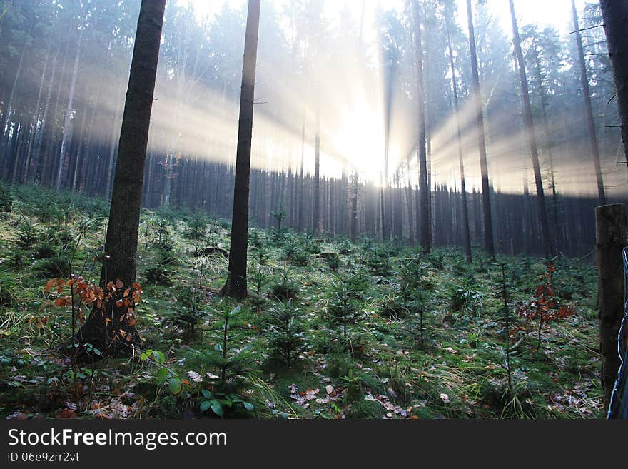 The sun's rays penetrate into the forest on the horizon. The sun's rays penetrate into the forest on the horizon