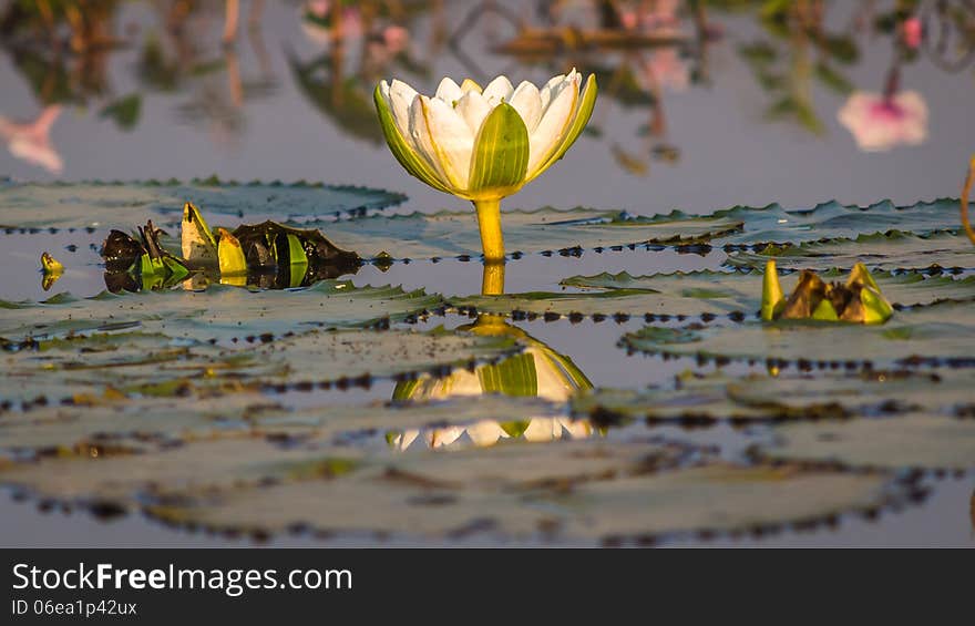 White Lotus, green leaves lilly