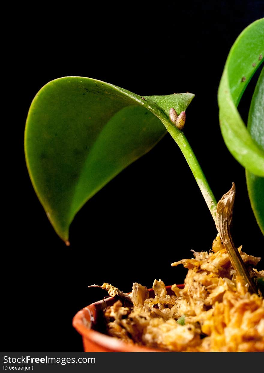 Flowers' bud of orchid - Pleurothallis modestissima. Flowers' bud of orchid - Pleurothallis modestissima