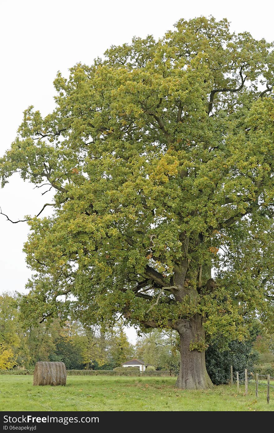 Old oak tree and hay bale