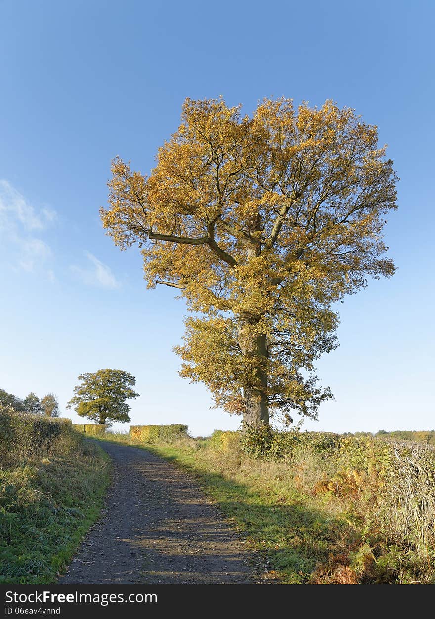 A lone tree in late autumn color against a brilliant blue sky. A lone tree in late autumn color against a brilliant blue sky.