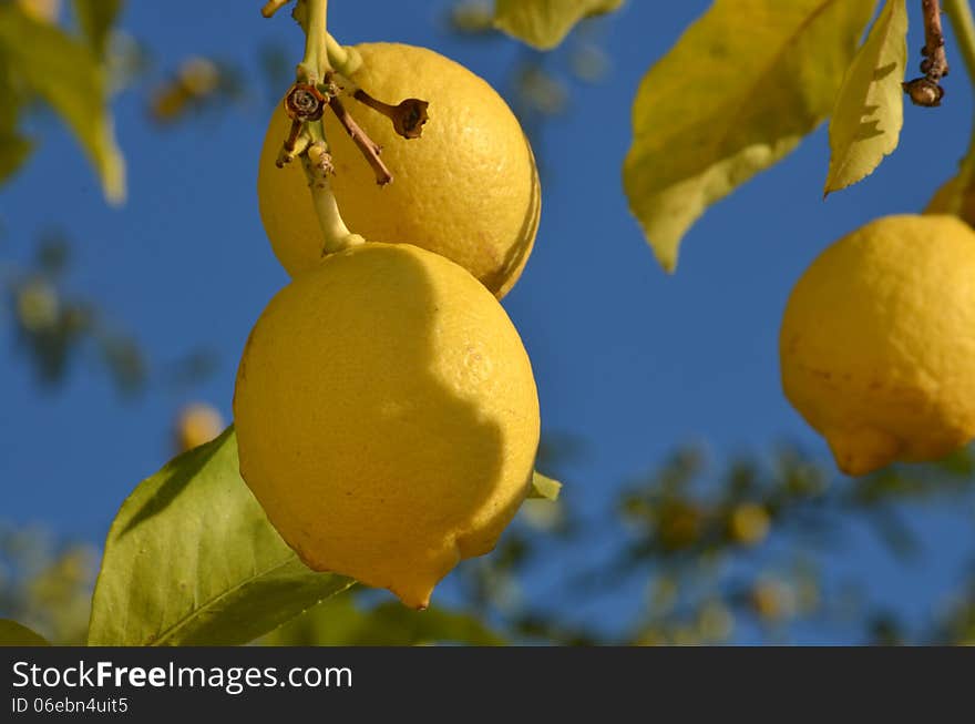 Lemon tree