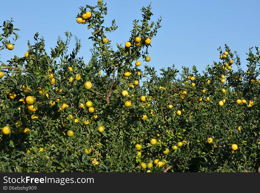 Mandarine tree