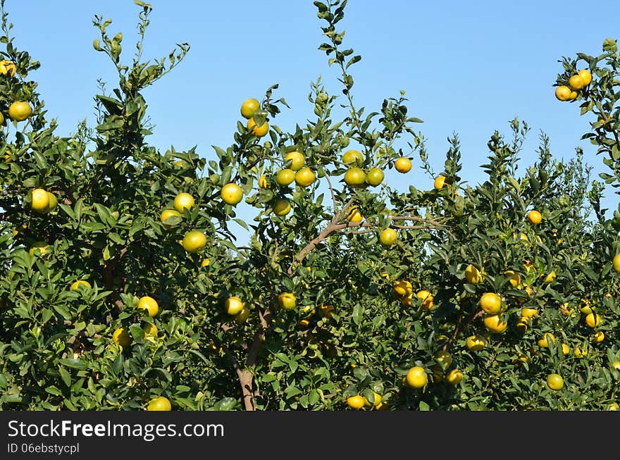 Mandarine tree