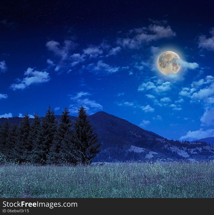 Coniferous forest on a steep mountain slope at night