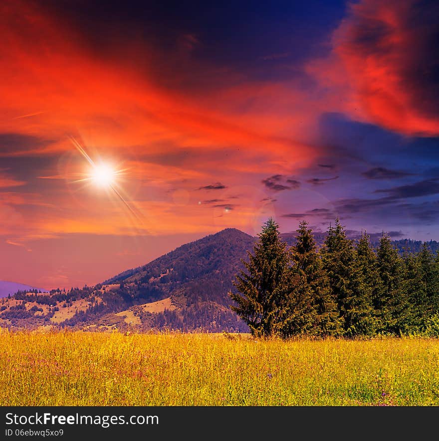 Coniferous forest on a steep mountain slope at sunset