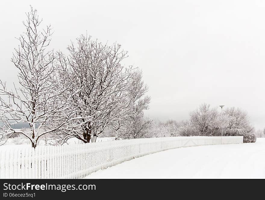 Snow covered tree and fence