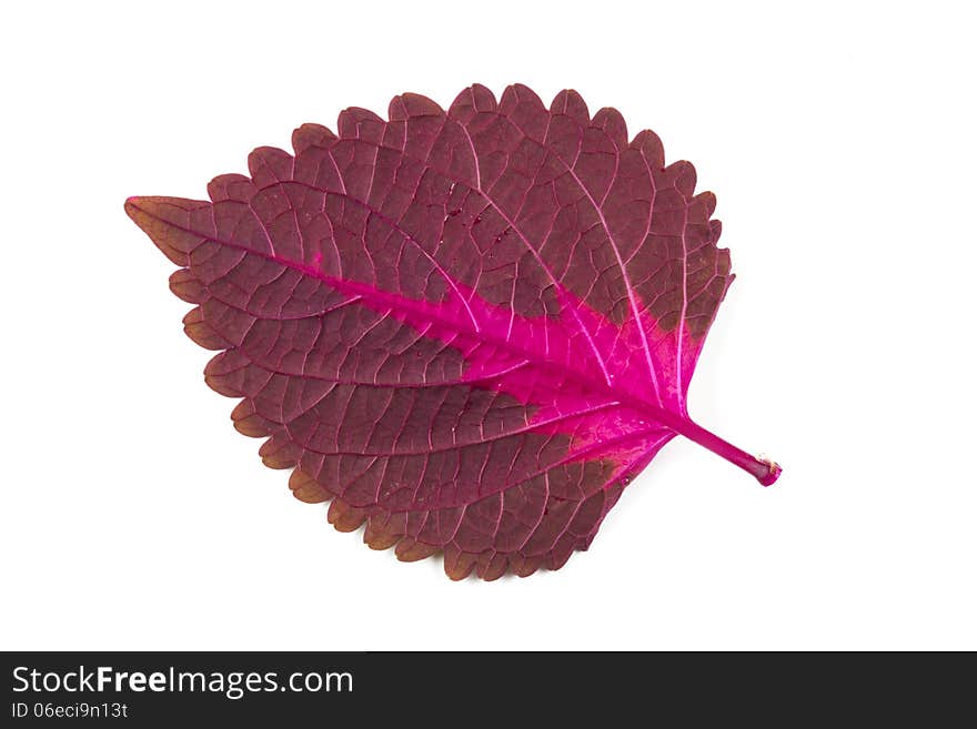 Exotic leaf