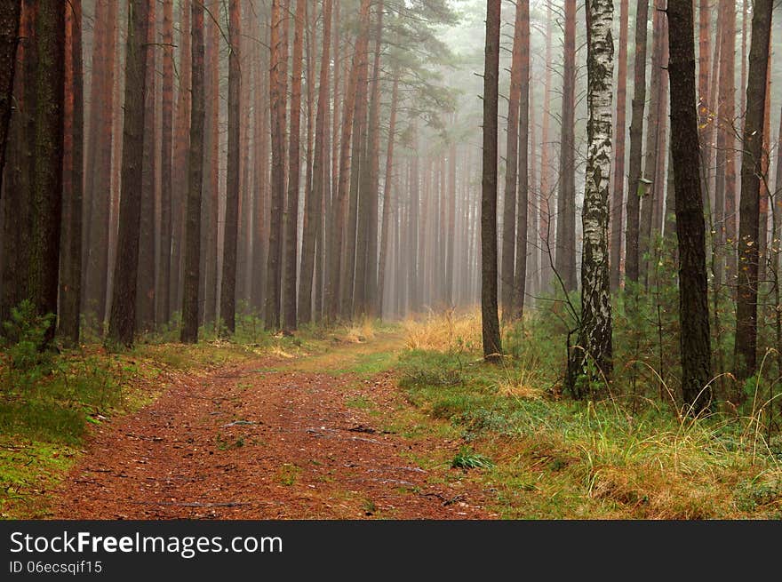 Forest in autumn.