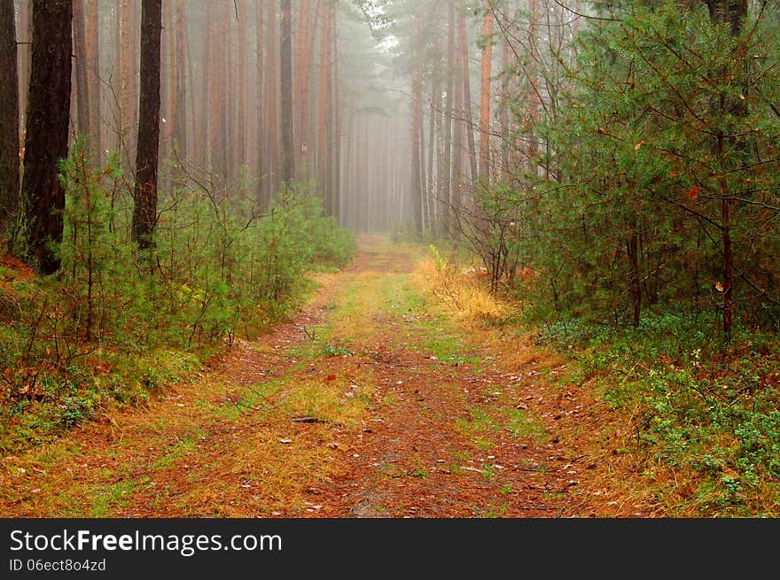 Forest in autumn.