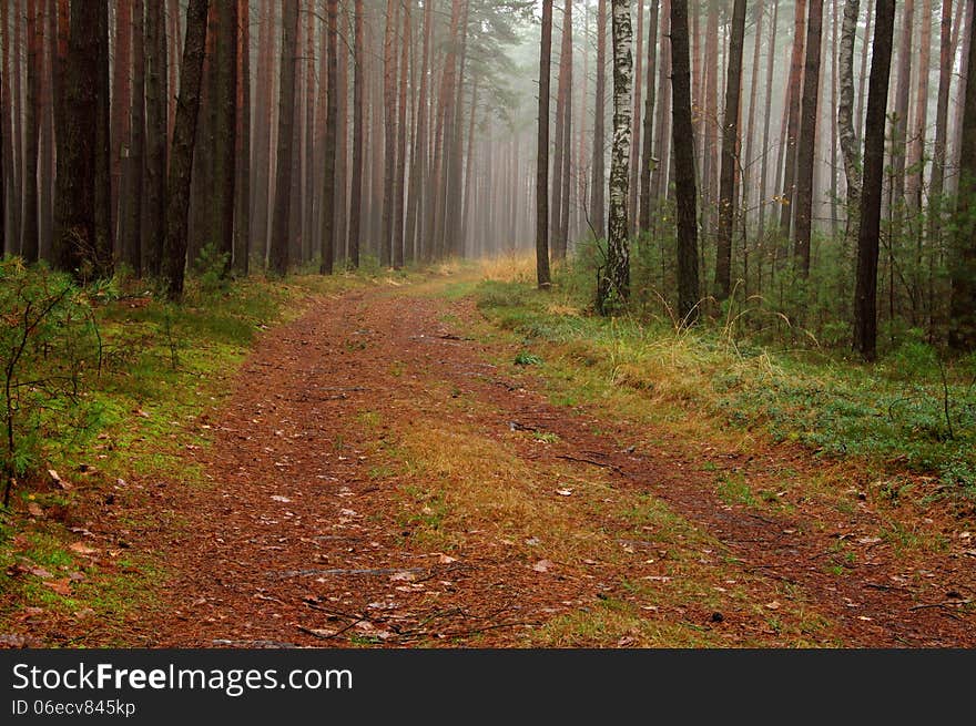 Forest in autumn.