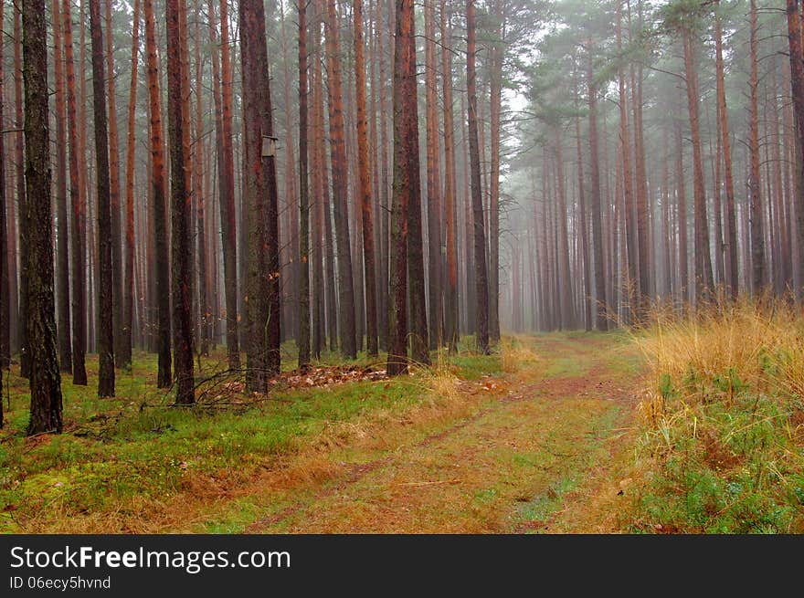 Forest in autumn.