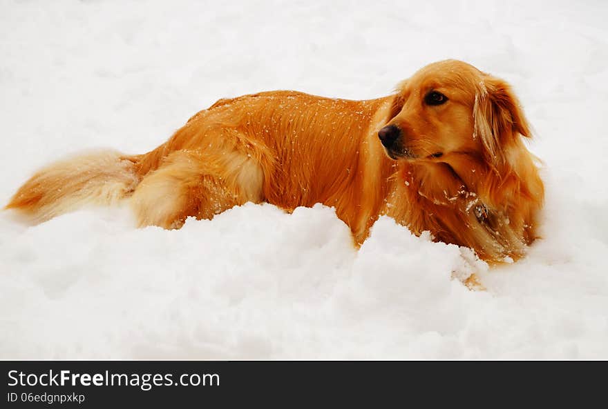 A golden retriever rests after playing in the snow. A golden retriever rests after playing in the snow.