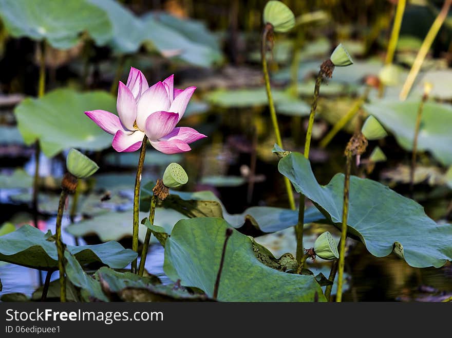 Pink Lotus