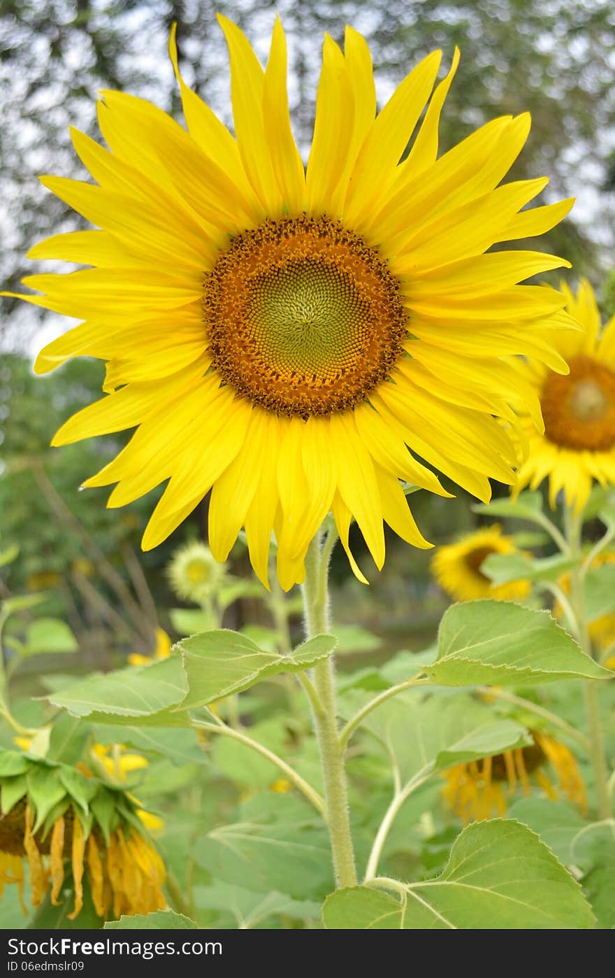 Sunflower in the green field