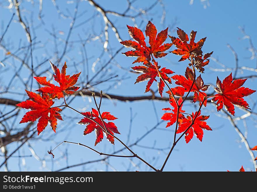 Maple leaves in Autumn forest