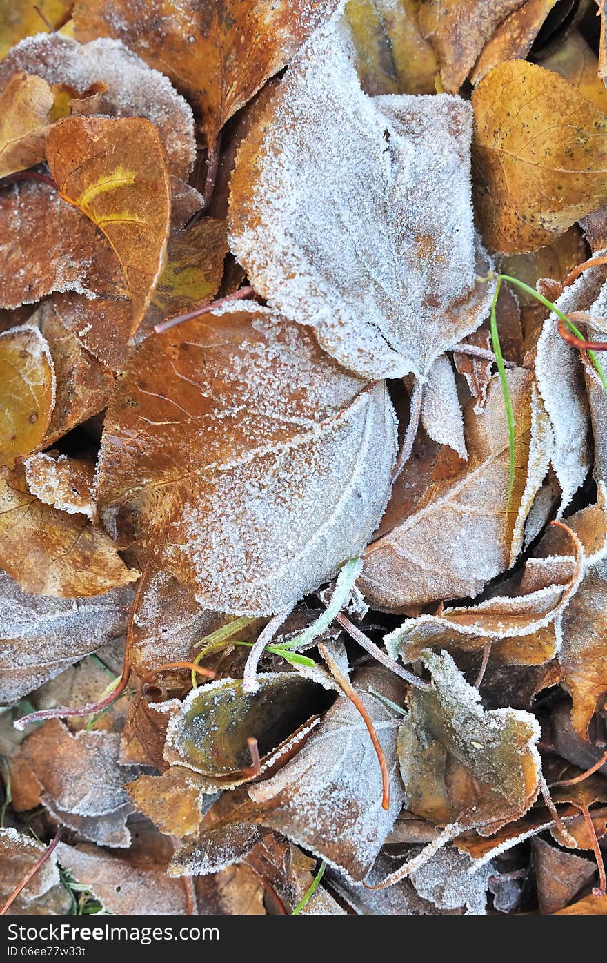 Golden leaf litter covered with hoarfrost. Golden leaf litter covered with hoarfrost