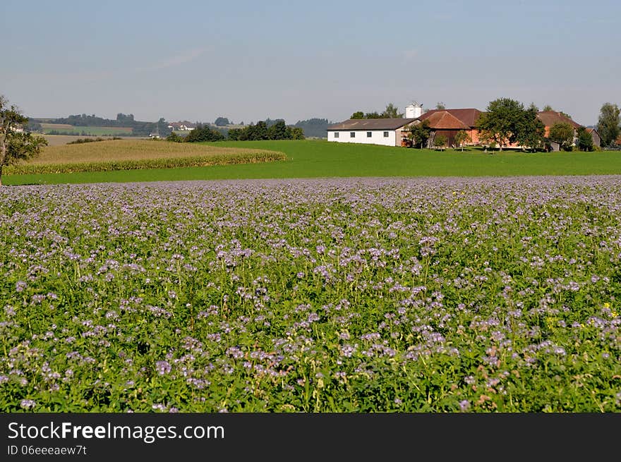 Rural agricultural fields in Steyr Land. Small village near Bad Hall. Austria. Rural agricultural fields in Steyr Land. Small village near Bad Hall. Austria