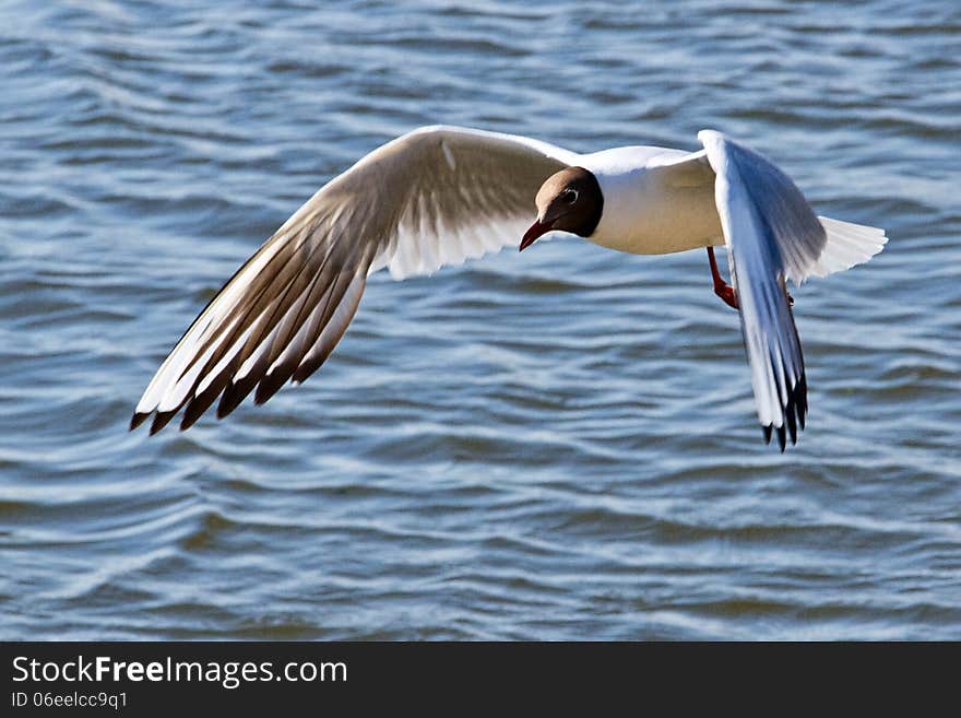 Black-headed gull in flight over water.