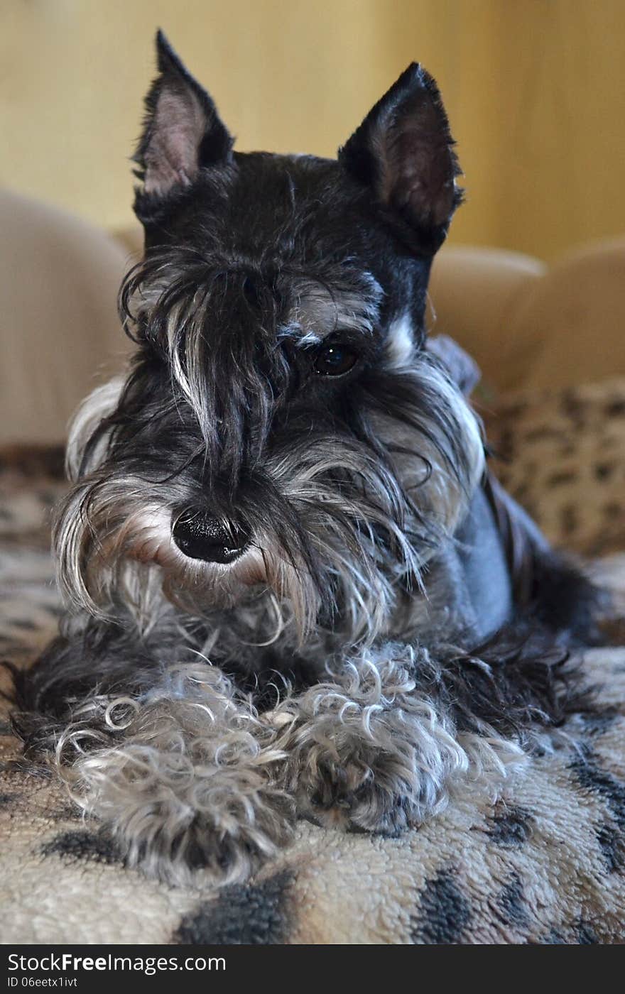 Miniature schnauzer dog animal pet one mammal