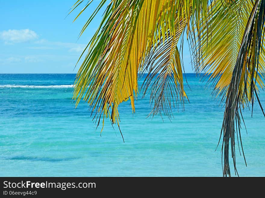 Tropical background, palm tree against blue sea