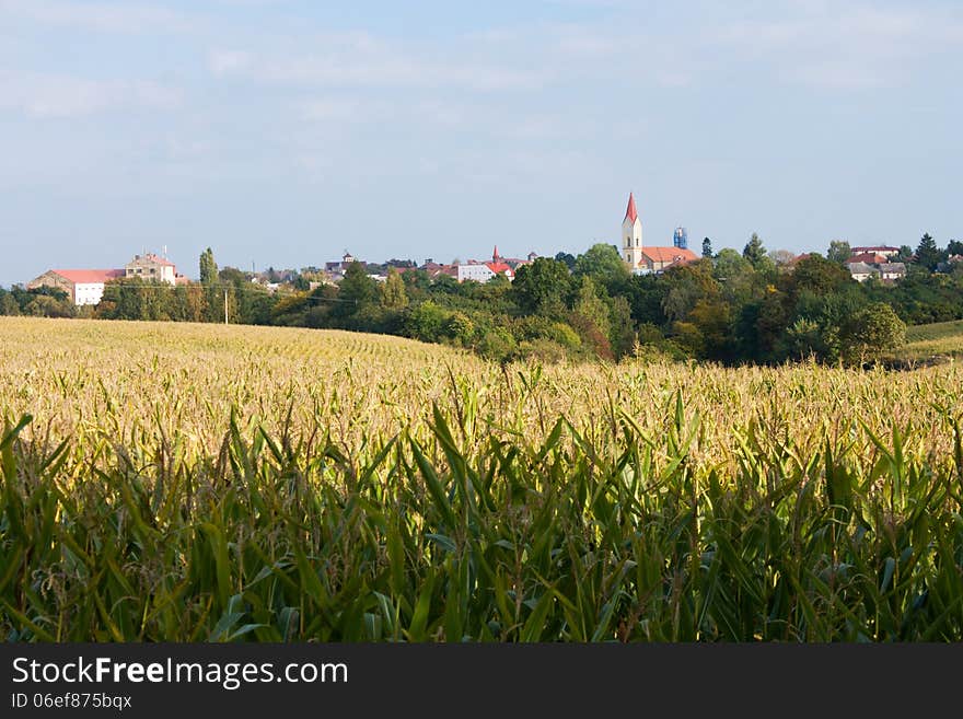 Corn field